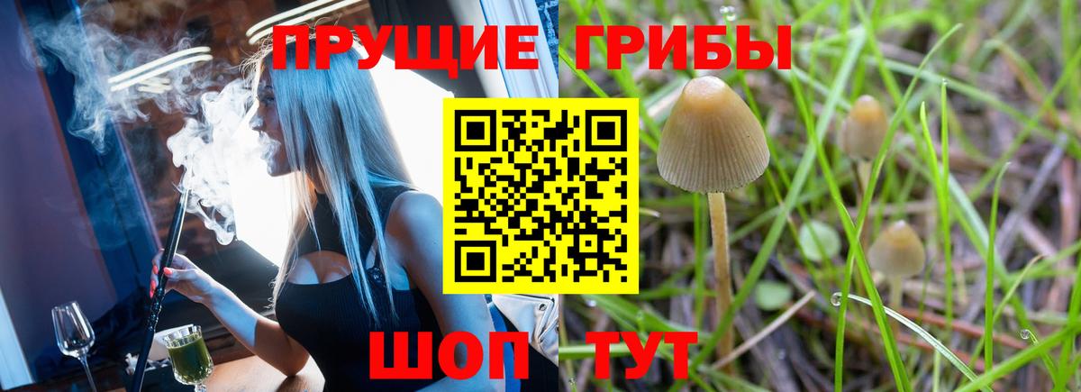 Саранск  Псилоцибиновые грибы Psilocybine cubensis  Вход с VPN 